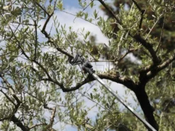 Archman Helium MT.2 - Forbicione Telescopico Professionale - Asta 170/270 Cm - Ø 35 Mm 26 Archman Helium MT.2 - Forbicione Telescopico Professionale - Asta 170/270 Cm - Ø 35 Mm -Cura Del Giardino archman helium mt 2 forbicione telescopico professionale asta 170 270 cm o 35 mm forbicione su asta di prolunga archman 10126 0 1487755710 Helium 06