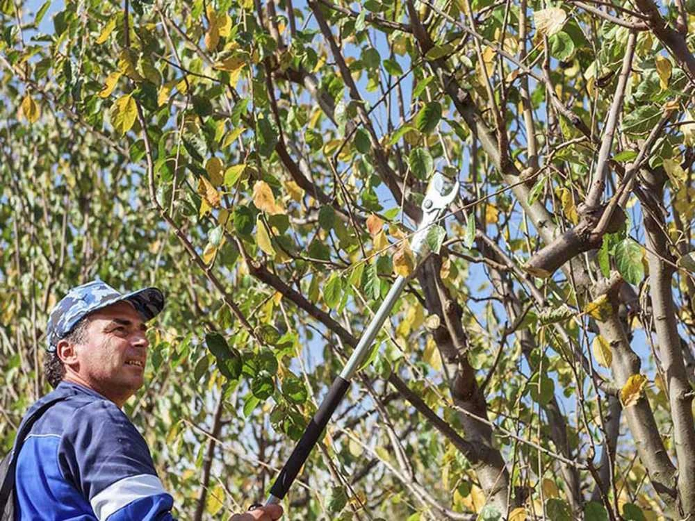 Campagnola Easy 150 - Forbici Elettriche Da Potatura Su Asta - 44V 4.4Ah - 150 Cm 2 Campagnola Easy 150 - Forbici Elettriche Da Potatura Su Asta - 44V 4.4Ah - 150 Cm - immagine 2