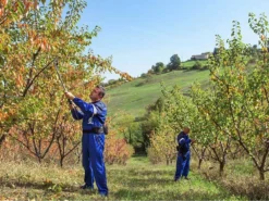 Campagnola Easy 150 - Forbici Elettriche Da Potatura Su Asta - 44V 4.4Ah - 150 Cm 19 Campagnola Easy 150 - Forbici Elettriche Da Potatura Su Asta - 44V 4.4Ah - 150 Cm -Cura Del Giardino campagnola easy 150 forbici elettriche da potatura su asta 44v 4 4ah 150 cm forbice da potatura a batteria campagnola easy 150 14792 0 1601555792 IMG 5f75cd5080904