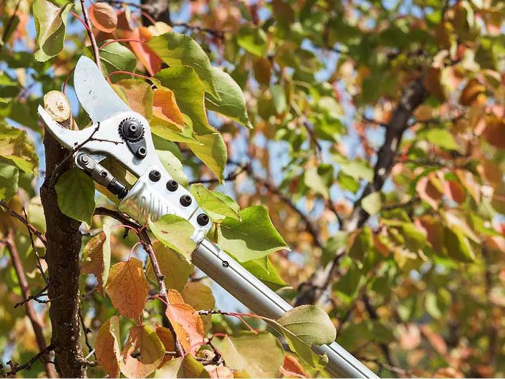 Campagnola Easy 150 - Forbici Elettriche Da Potatura Su Asta - 44V 4.4Ah - 150 Cm 5 Campagnola Easy 150 - Forbici Elettriche Da Potatura Su Asta - 44V 4.4Ah - 150 Cm - immagine 5