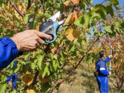 Campagnola Easy L - Forbici Elettriche Da Potatura - 44V 4.4Ah -Cura Del Giardino campagnola easy l forbici elettriche da potatura 44v 4 4ah forbice da potatura a batteria campagnola easy l 14780 0 1601556705 IMG 5f75d0e176ca2