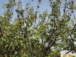 Potatore A Batteria Telescopico Verdemax PT20- Batteria Da 20V - 2AH -Cura Del Giardino potatore a batteria telescopico verdemax pt20 batteria da 20v 2ah potatore a batteria telescopico verdemax pt20 29643 9 1622797977 IMG 60b9ee992380c