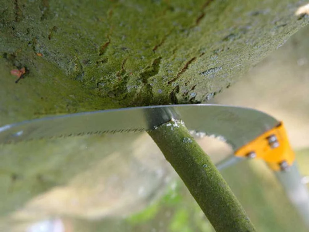 Seghetto Professionale Su Asta Telescopica In Alluminio Silky Hayate 6100 8 Seghetto Professionale Su Asta Telescopica In Alluminio Silky Hayate 6100 - immagine 8