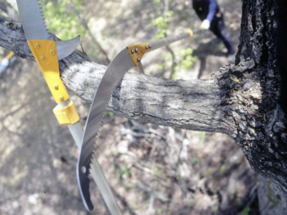 Seghetto Professionale Su Asta Telescopica In Alluminio Silky Hayate 6100 9 Seghetto Professionale Su Asta Telescopica In Alluminio Silky Hayate 6100 - immagine 9